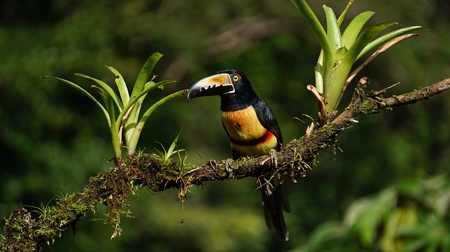 Un toucan au Costa Rica