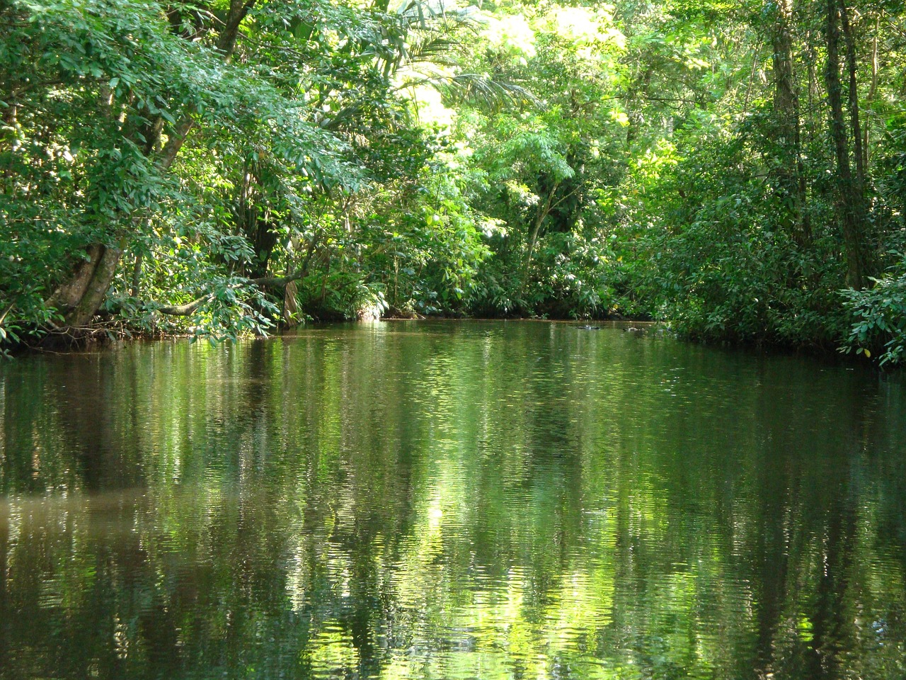 Parc National du Tortuguero au Costa Rica