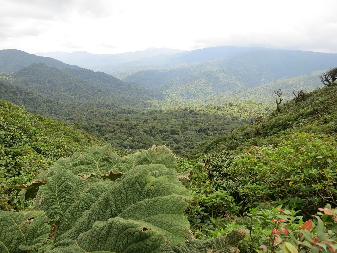 La réserve naturelle de Monteverde au Costa Rica