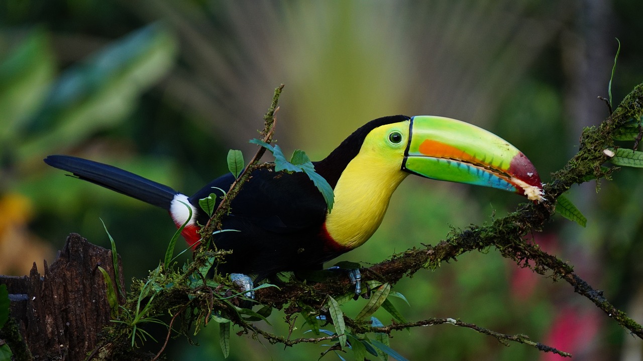 Un toucan du Costa Rica 