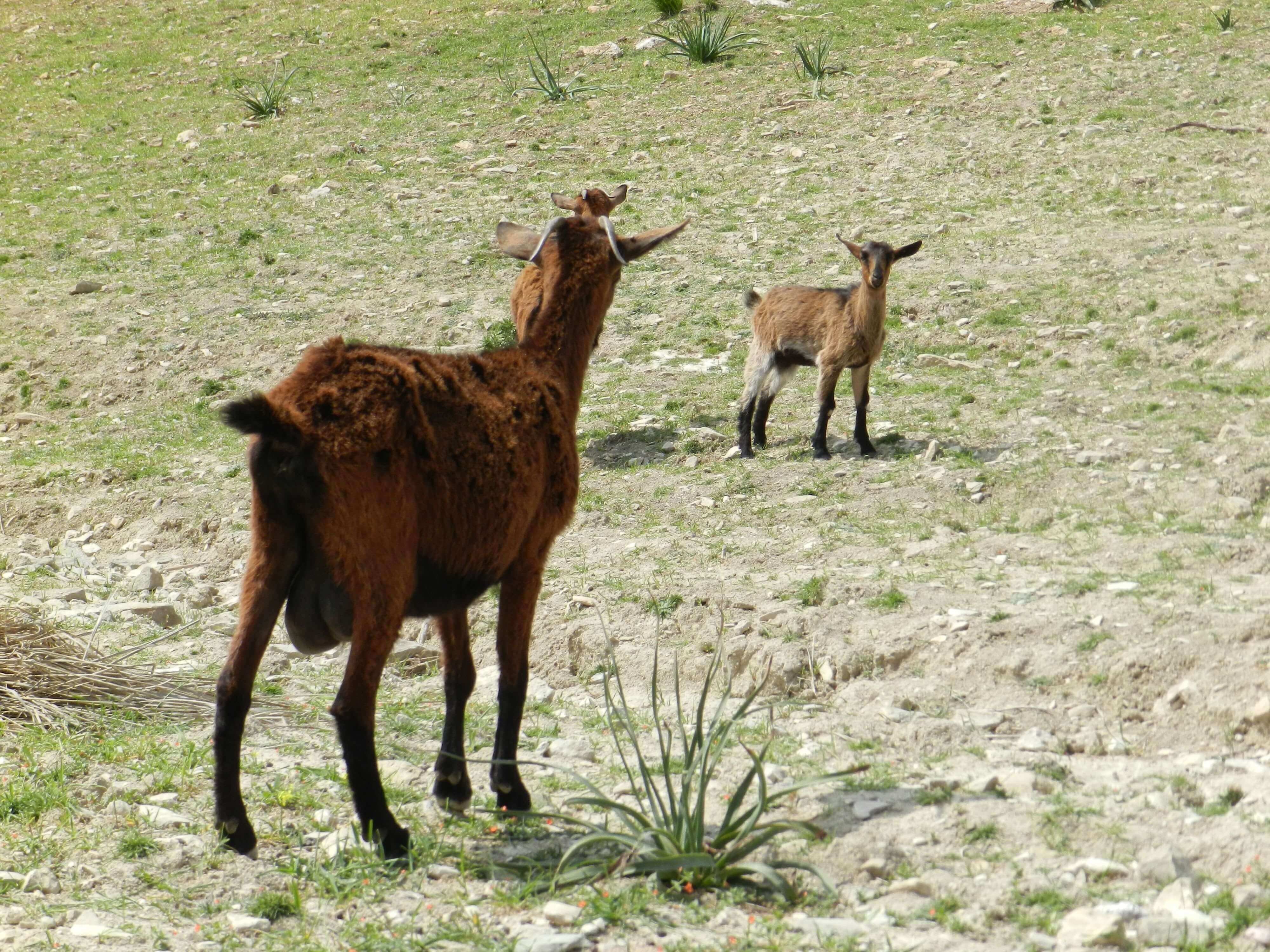 des chèvres sauvages à majorque