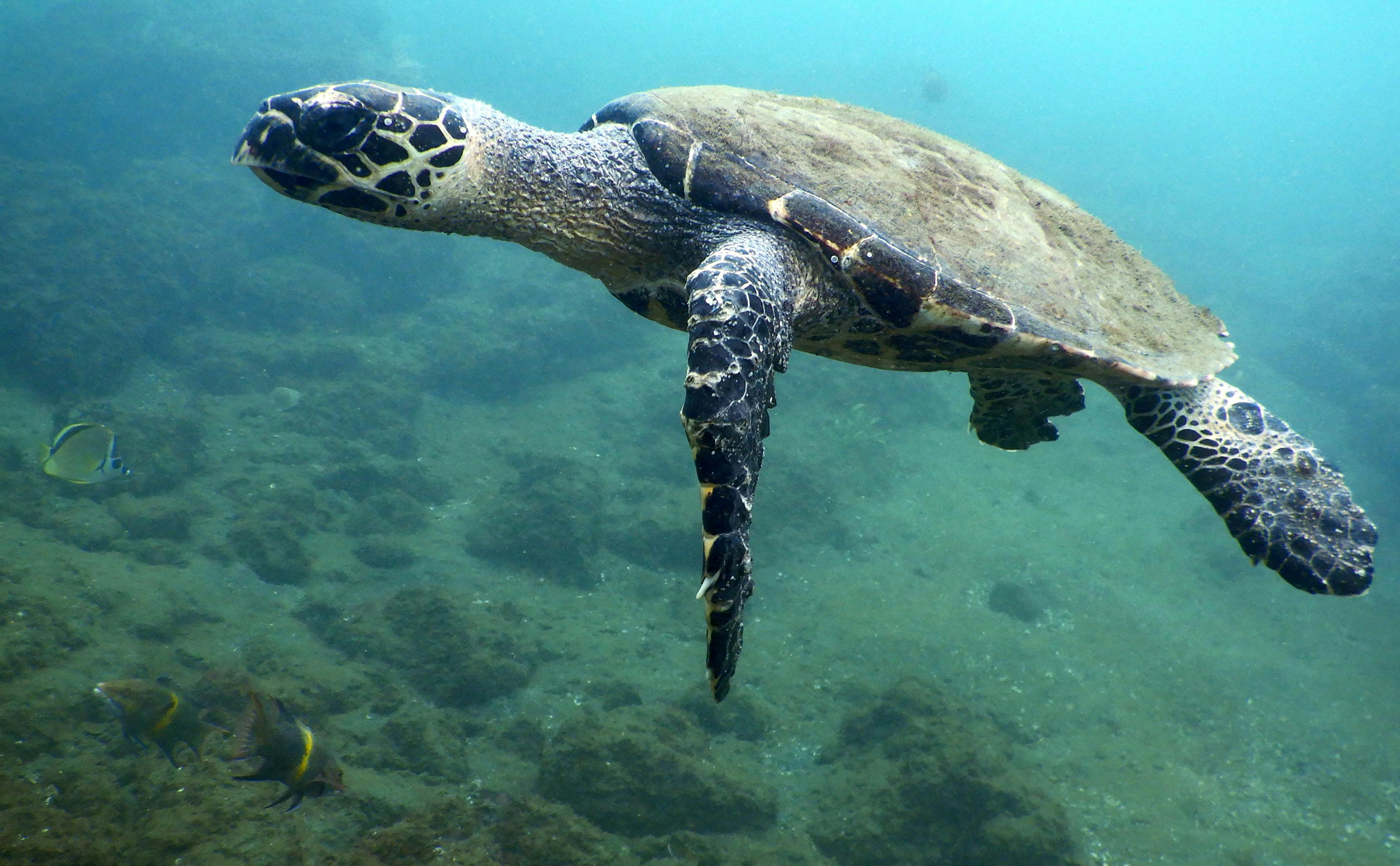 Un tortue marine en train de nager dans les eaux du Costa Rica