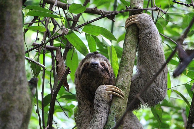 Un paresseux sur une branche